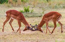 5 Days Lodge Luxury: A Taste of Tanzania Safari