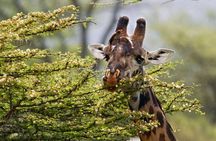 5 Days Lodge Luxury: A Taste of Tanzania Safari