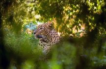 Wilpattu National Park Jeep Safari from Negombo / Waikkal (All Inclusive)
