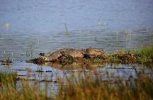 Wilpattu National Park Jeep Safari from Negombo / Waikkal (All Inclusive)