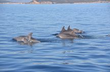 Tour to Figarolo Island with the possibility to observe dolphins