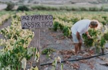 Kostantakis Winery - Milos Island Tour & Wine Tasting Experience