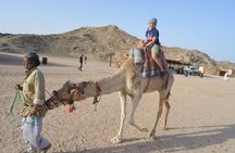 Desert Quad, Jeep, Camel and Buggy Safari with BBQ Dinner