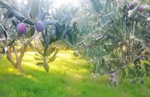 culinary half-day excursion in Klis Olive tree Garden