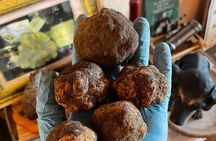 Truffle Hunting with Food tasting