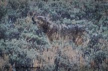 Yellowstone Full-Day Upper Loop with Wildlife Adventure w/Lunch 