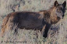 Yellowstone Full-Day Upper Loop with Wildlife Adventure w/Lunch 