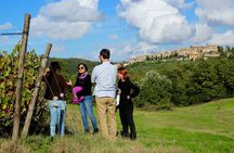 Wine Tasting and Visit to the Vineyard and Cellar in Trequanda
