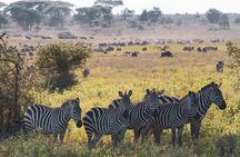 5 Days Lodge Luxury: A Taste of Tanzania Safari
