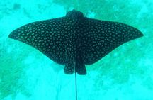 Hol-Chan Snorkel Tour from Caye Caulker