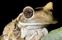 Arenal Rainforest Night Walk with Naturalist Guide in La Fortuna