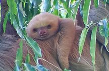  Wildlife Tour in Curicancha 