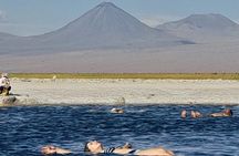 Half-Day Tour to Laguna Cejar