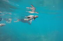 Whale Watching Snorkel Combo