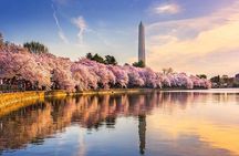 New York to Washington D.C. Spring Cherry Blossom Full-Day Tour