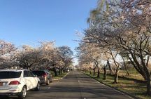 New York to Washington D.C. Spring Cherry Blossom Full-Day Tour