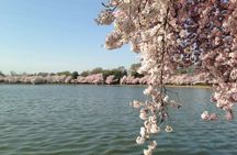New York to Washington D.C. Spring Cherry Blossom Full-Day Tour