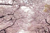 New York to Washington D.C. Spring Cherry Blossom Full-Day Tour