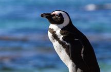 7 Day Garden Route to Addo, Cape Point and Winelands Combo tour