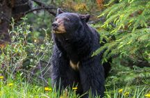 Morning Jasper National Park Wildlife Tour