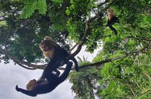 7 Hours Monkey Island and Nature Walk at Soberania National Park