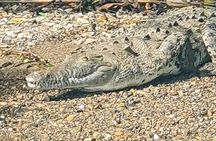 7 Hours Monkey Island and Nature Walk at Soberania National Park