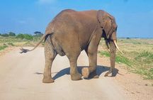 Full day tour to Amboseli National Park 