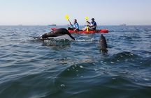 Mola Mola Kayaking Experience with a Licensed Guide