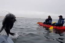 Mola Mola Kayaking Experience with a Licensed Guide