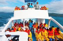 Whale-watching tour with La Farola & Bacardi Island