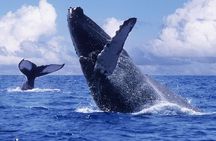 Whale-watching tour with La Farola & Bacardi Island