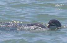 Sunset & Dolphin Tour