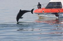 Mola Mola Marine Dolphin Cruise from the Walvis Bay Waterfront to Pelican Point