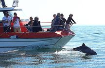 Mola Mola Marine Dolphin Cruise from the Walvis Bay Waterfront to Pelican Point