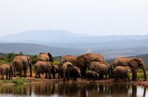 Addo Elephant Full Day Safari with a Traditional South African Braai (BBQ) Lunch