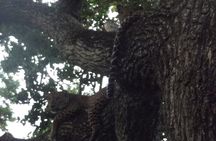 Full Day Safari Tour in Yala National Park