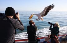 Mola Mola Marine Dune Experience
