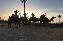  Sunset Camel Ride in the Palm Grove Of Marrakech