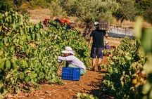 Winery Tour and Tasting in Zakynthos with the Winemaker