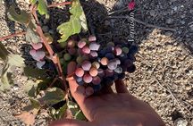 Santorini Private Wine Tour with Local Wineries & Tastings