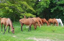 Private Horseback Riding, Swimming and Dunn's River Falls Tour