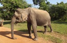 Yala National Park Special Leopard Safari Tour