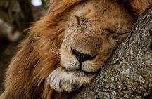 3 Days Serengeti and Ngorongoro Crater Tanzania Luxury lodge Safari
