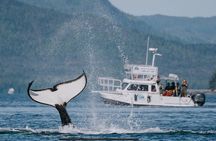 Orca Cove Sea Kayaking