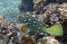 Private trip: snorkeling at Los Arcos & Colomitos beach