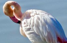 Arles and Camargue Full-Day Tour including Aigues Mortes