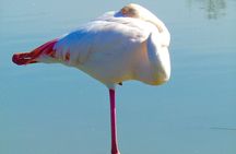 Arles and Camargue Full-Day Tour including Aigues Mortes