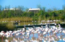 Arles and Camargue Full-Day Tour including Aigues Mortes