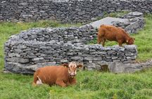Private cultural tour of Inisheer, Aran Islands with lunch, horse and trap tour