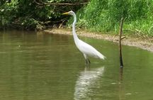 Caño Negro Eco Safari Boat Tour